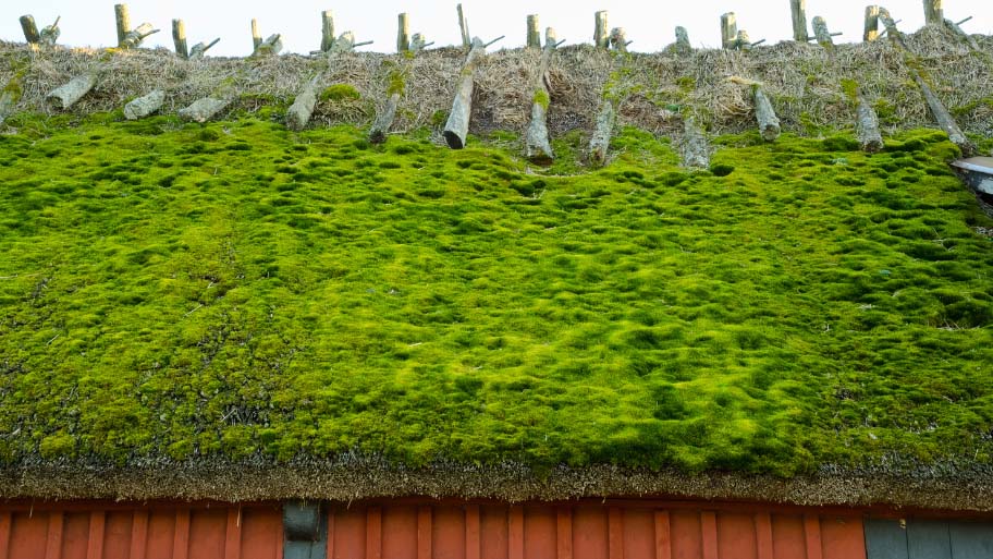 Green Roofing